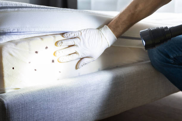 Best Affordable Pest Control Services  in Jessup, MD